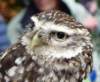 alittleowlinthedisplayofbirdsofpreyinrotarygardens_small.jpg