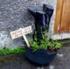 welliesalbum17_small.jpg